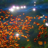 Couleurs d'automne