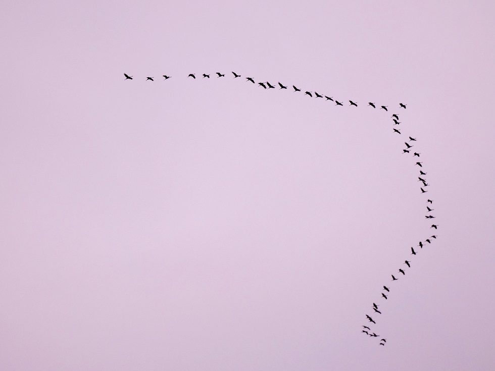 L’Auvergne, territoire privilégié pour admirer les grues cendrées !