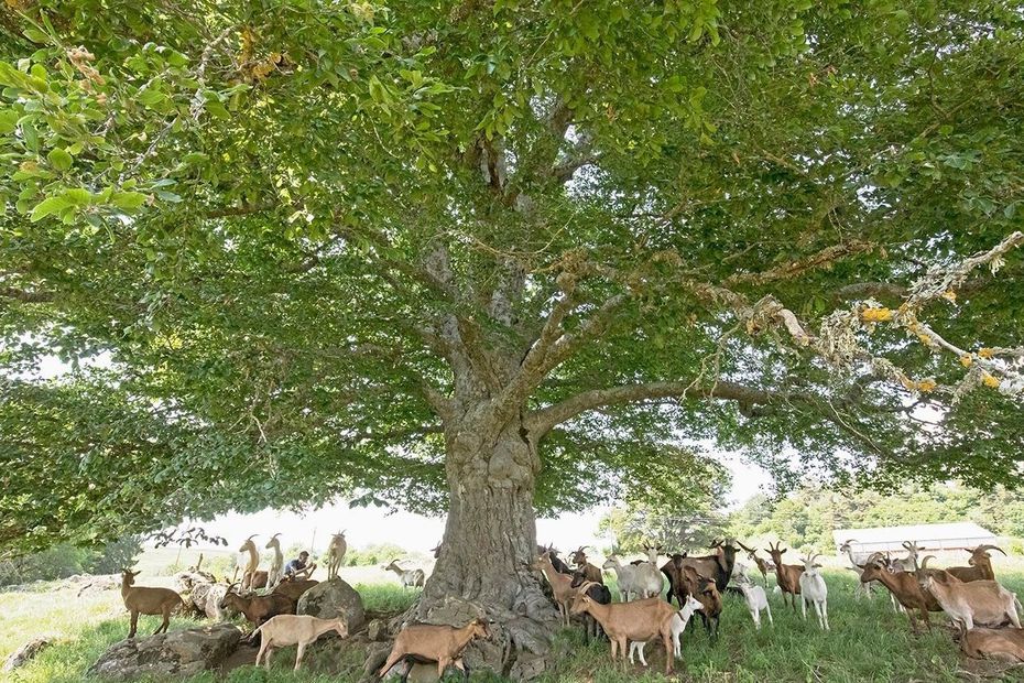 Le plus bel arbre de France dans le Cantal ?