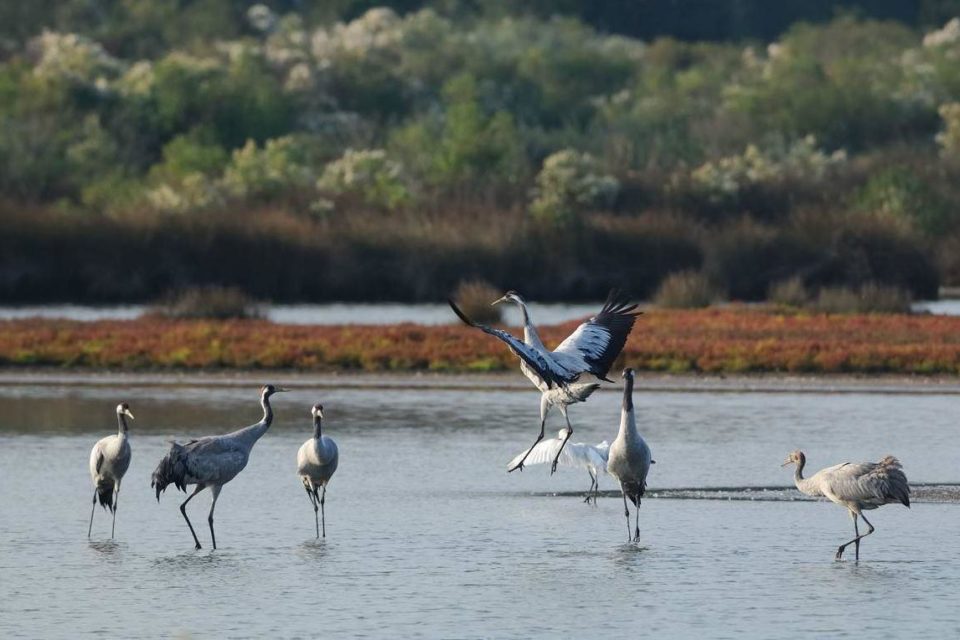 grues cendrées