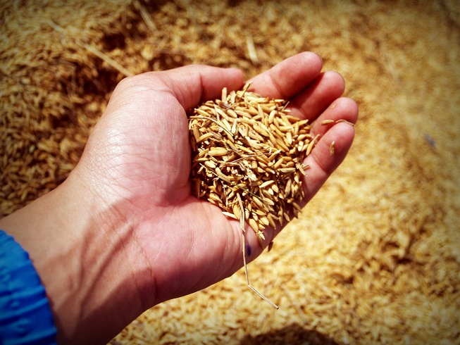 agriculture biologique