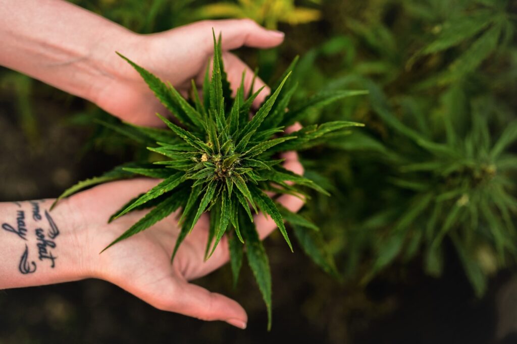 Cosméto-Chanvre : Espèce botanique Cannabis sativa L