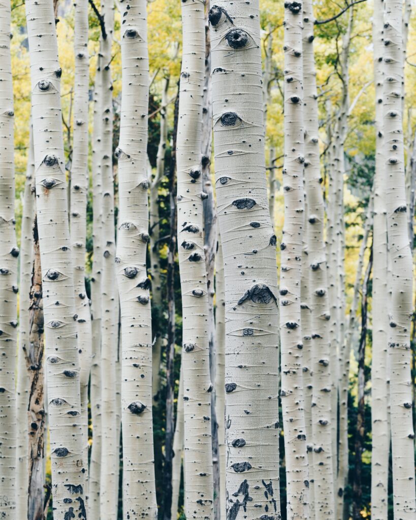 La détox du printemps avec la sève de bouleau