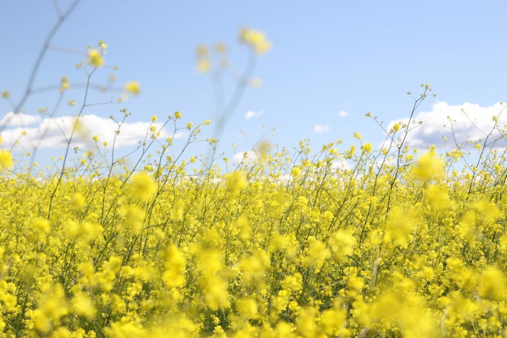 Comment en finir avec les allergies saisonnières