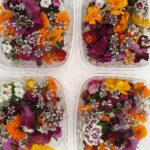 Fleurs de Bourrache