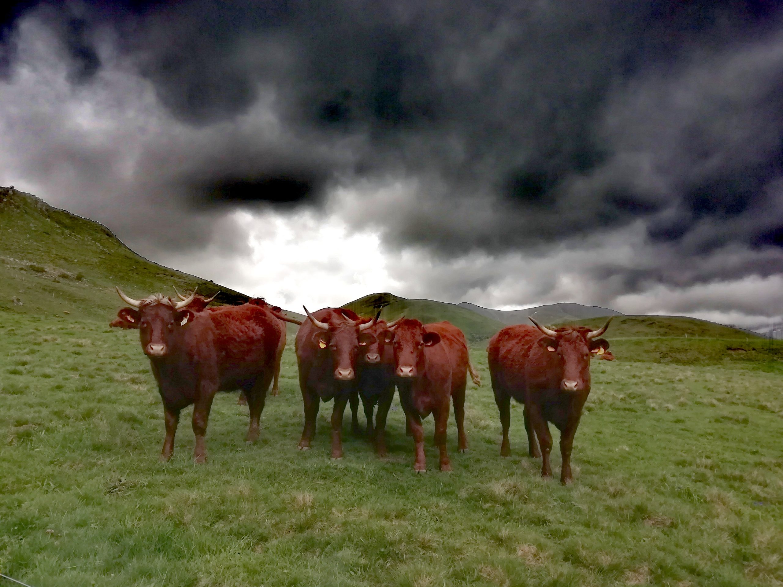 La fête des estives à Allanche