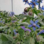Fleurs de Bourrache