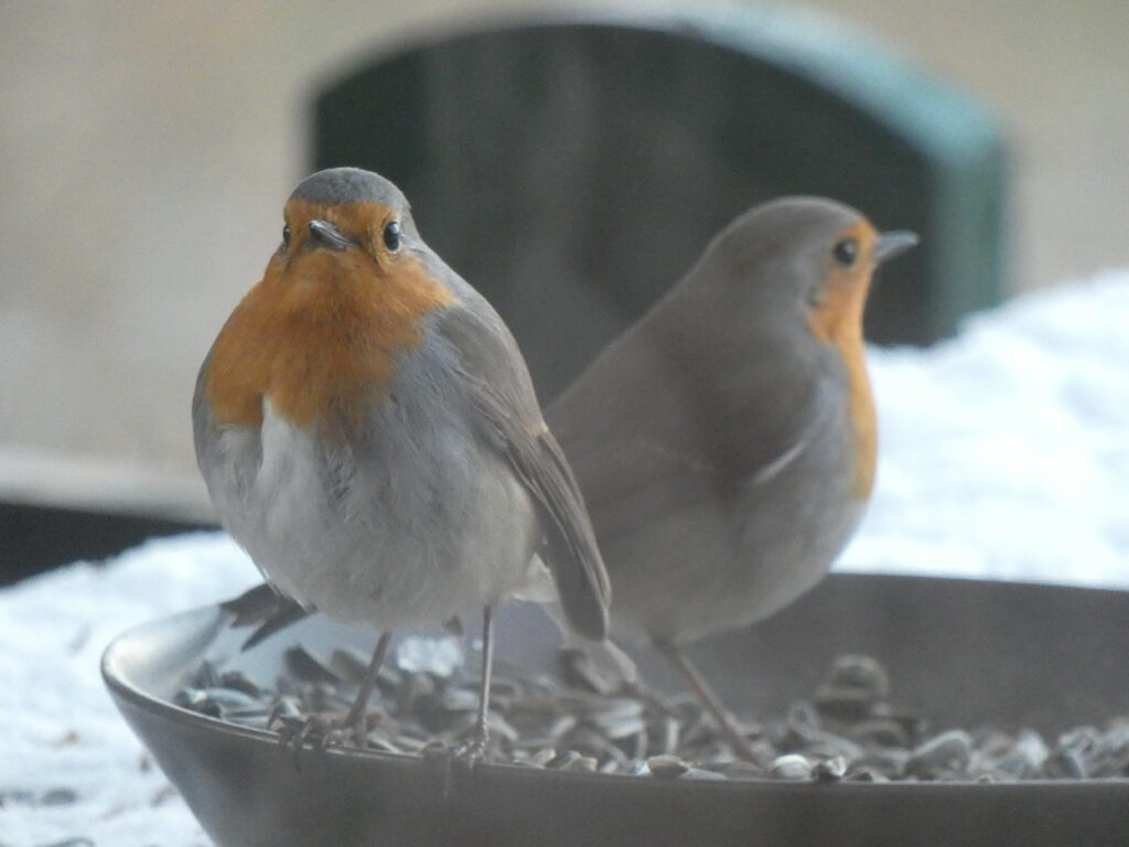 Zoom sur la Ligue de Protection des Oiseaux d’Auvergne