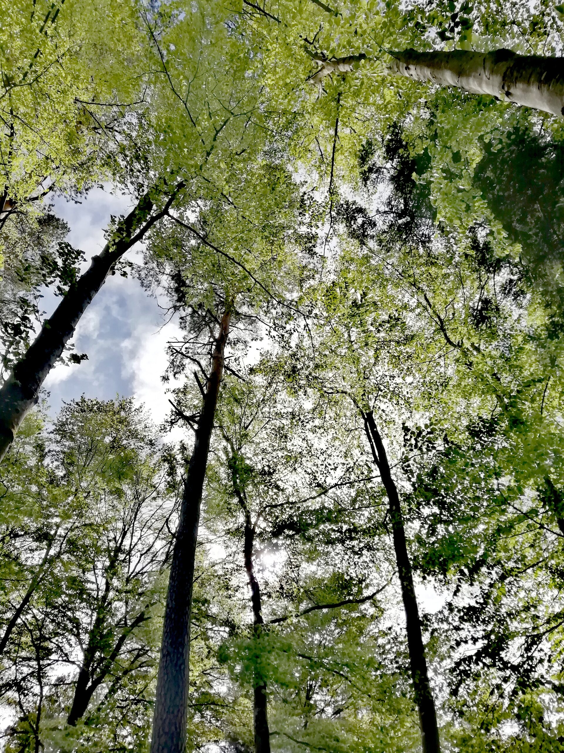 Un Parc de Loisirs en pleine Nature à Aydat