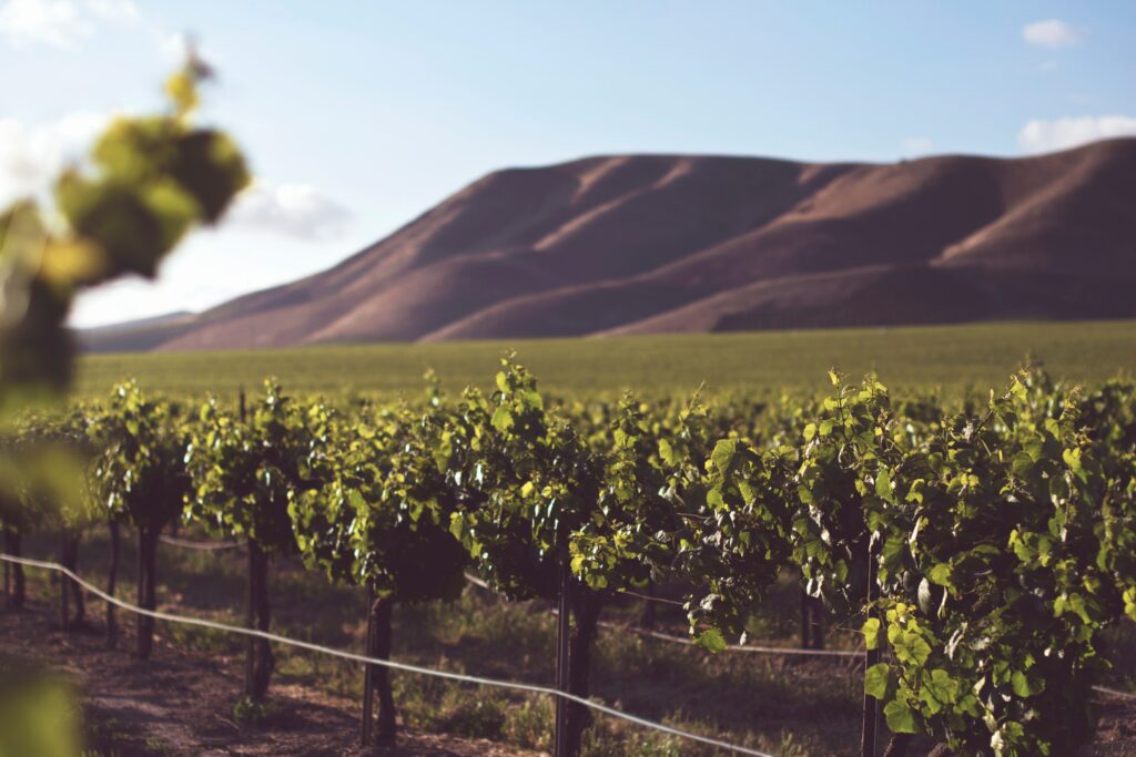 Les Trésors de la Vigne…