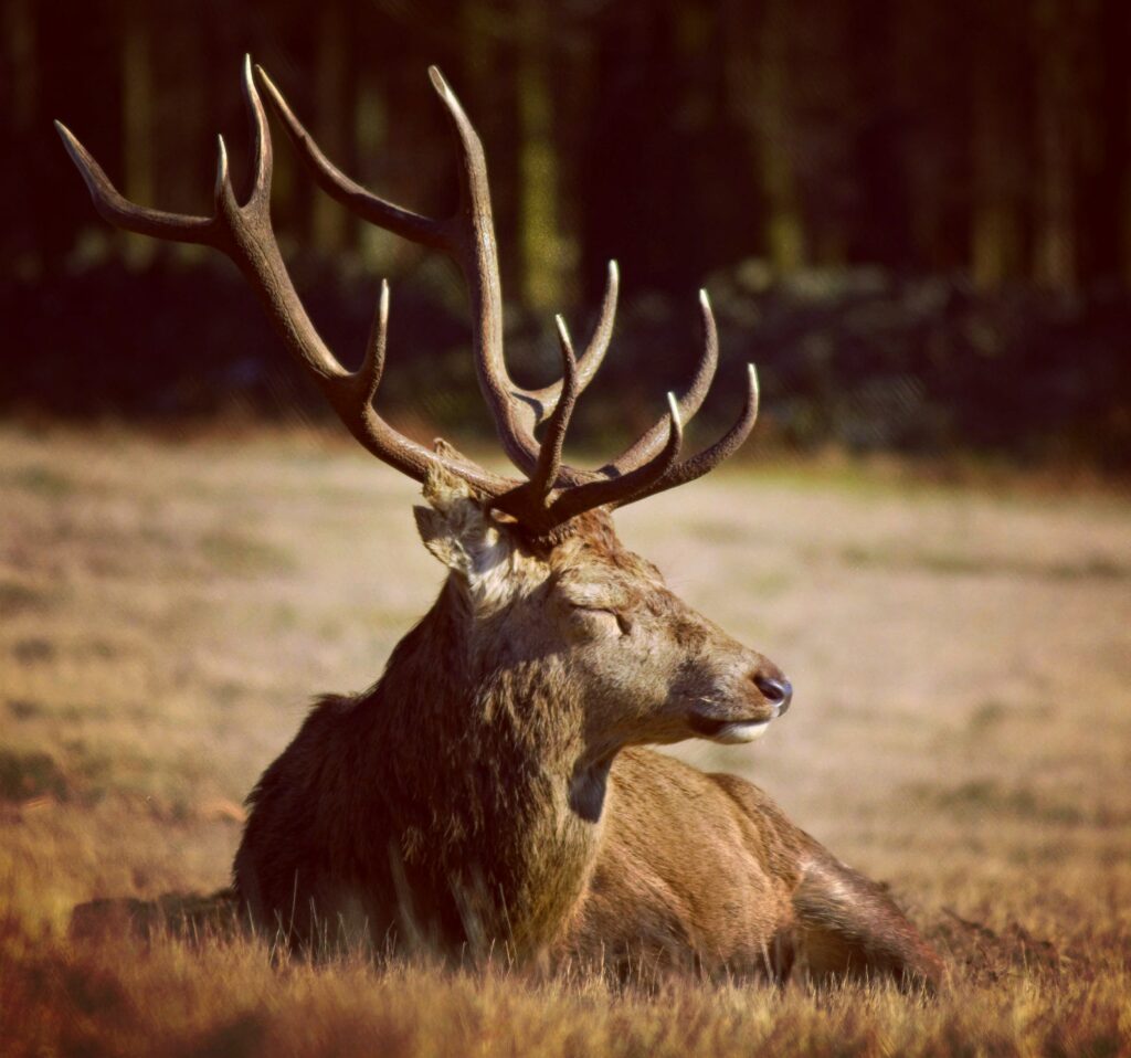 Entendre le brame du cerf