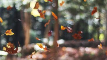 signe atro horoscope automne