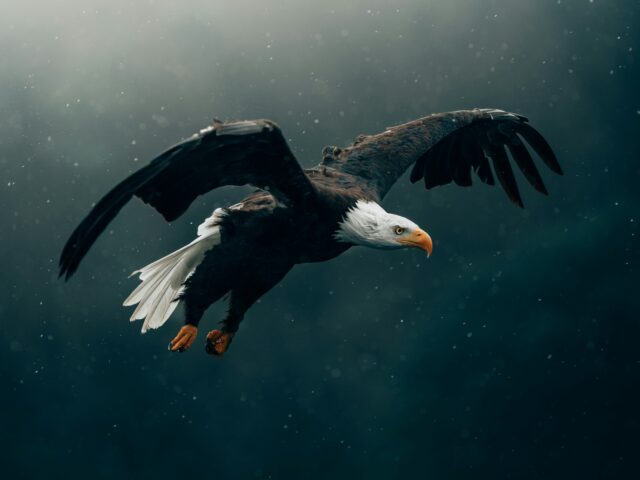 Animal totem : comment reconnaître le sien ?