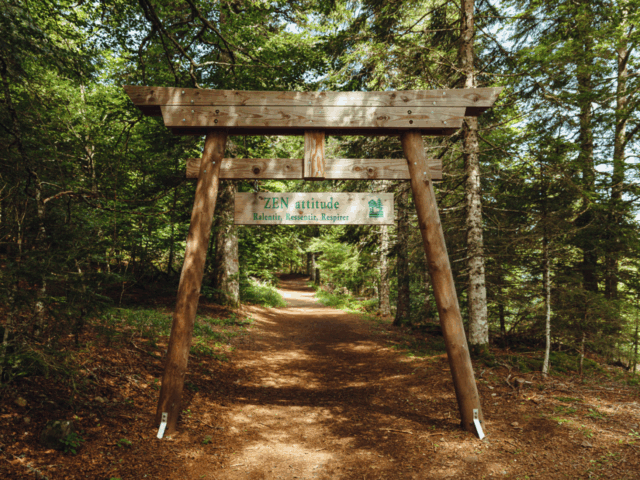 Le sylvatorium du Capucin au Mont-Dore : quand la forêt devient notre alliée bien-être