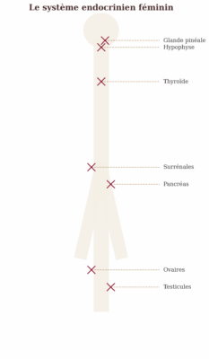 Le système endocrinien féminin