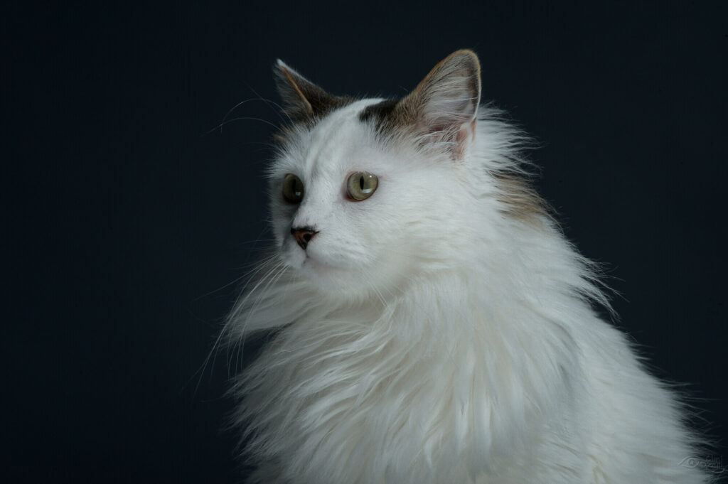 Chat blanc