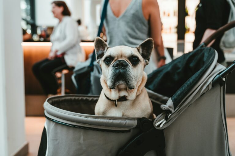 Pet parentalité chien dans poussette